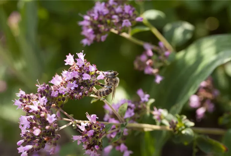Origanum vulgare Origanum vulgare