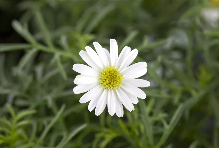 Brachyscome iberidifolia, weiß Brachyscome iberidifolia, weiß