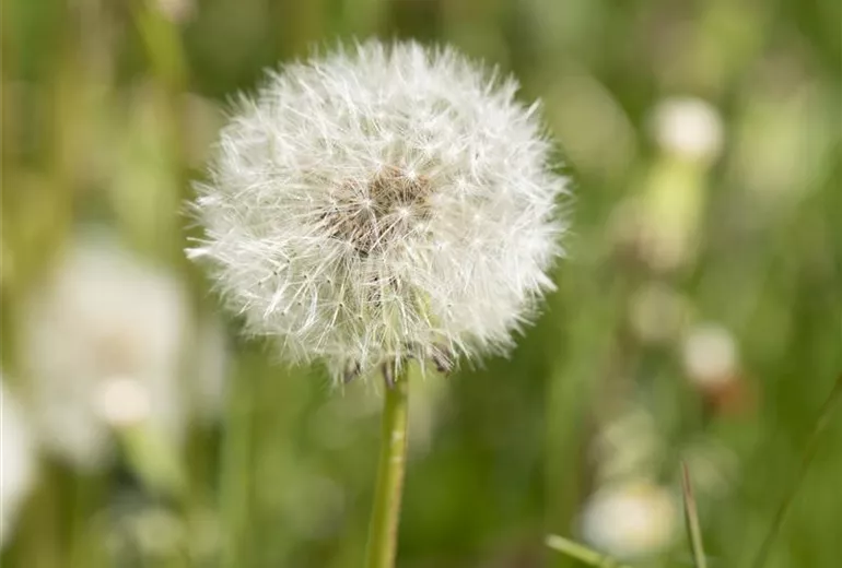 Taraxacum officinale Taraxacum officinale