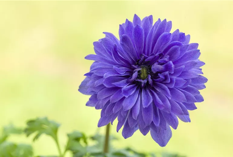 Anemone coronaria Anemone coronaria